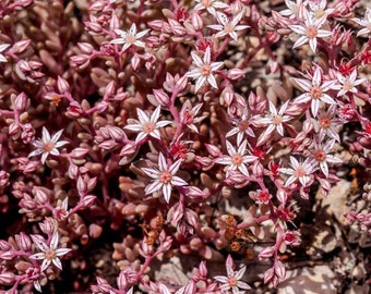 Spanish Sedum (Sedum Hispanicum) - 50 seeds