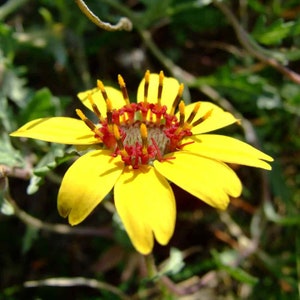 Chocolate scented daisy (berlandiera lyrata) - min 15 seeds