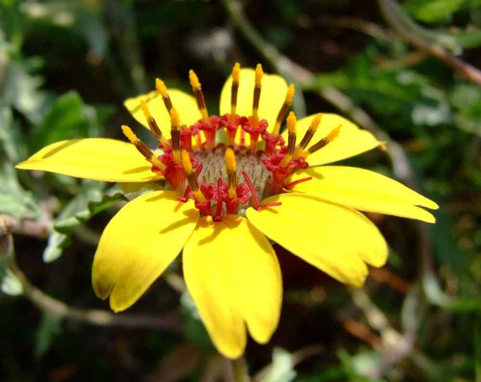 Chocolate Daisy Flower 10 Seeds Berlandiera Lyrata Etsy