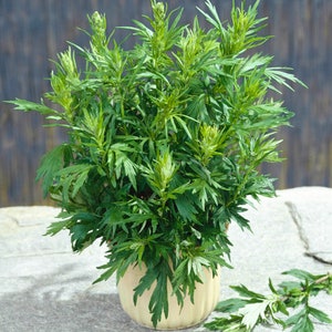 Mugwort (Artemisia Vulgaris) - 50 seeds