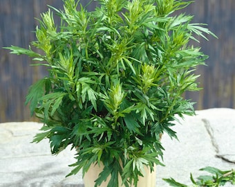Mugwort (Artemisia Vulgaris) - 50 seeds