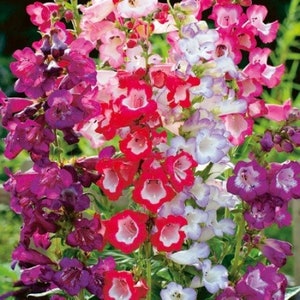 Penstemon mix - 50 seeds