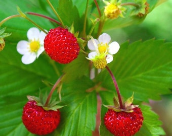 Rare Musk Strawberry Fragaria Moschata 10 seeds UK SELLER 