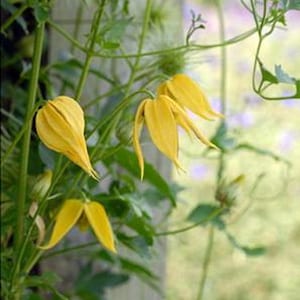 Yellow / Golden Clematis - 25 seeds