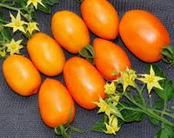 Organic Orange Banana Tomato - 20 seeds
