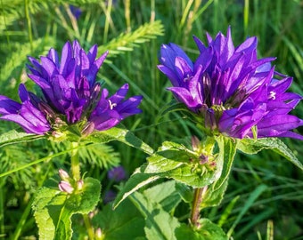 Cluster Bellflower (Campanula Glomerata Acaulis) - 100 seeds