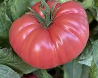 Organic Pink Beefsteak Tomato - 20 seeds