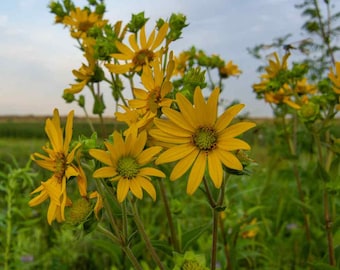 Silphium / Compass Plant (Silphium Laciniatum) - 25 seeds