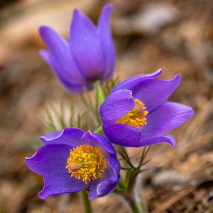 Pasque Flower Anemone Pulsatilla Vulgaris Violet 25 seeds image 2