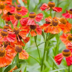 Sneezeweed Autumnale (Helenium Autumnale) - 25 seeds