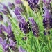 Bandera Deep Purple Lavender (lavandula Stoechas 