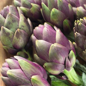 Violet Artichoke (cynara scolymus) - 20 seeds