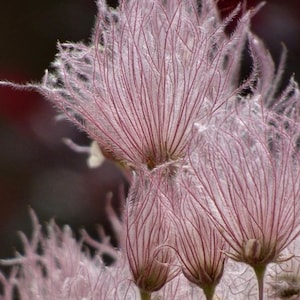 Apache Plume *prairie smoke lookalike* (Fallugia paradoxa) - 20 seeds