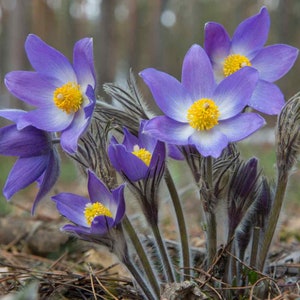 Pasque Flower (Anemone Pulsatilla Vulgaris Violet) - 25 seeds