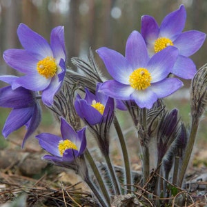 Pasque Flower Anemone Pulsatilla Vulgaris Violet 25 seeds image 1