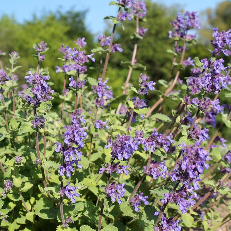 May include: A close-up of a patch of purple catnip flowers in bloom. The flowers are clustered together on tall stems with green leaves.
