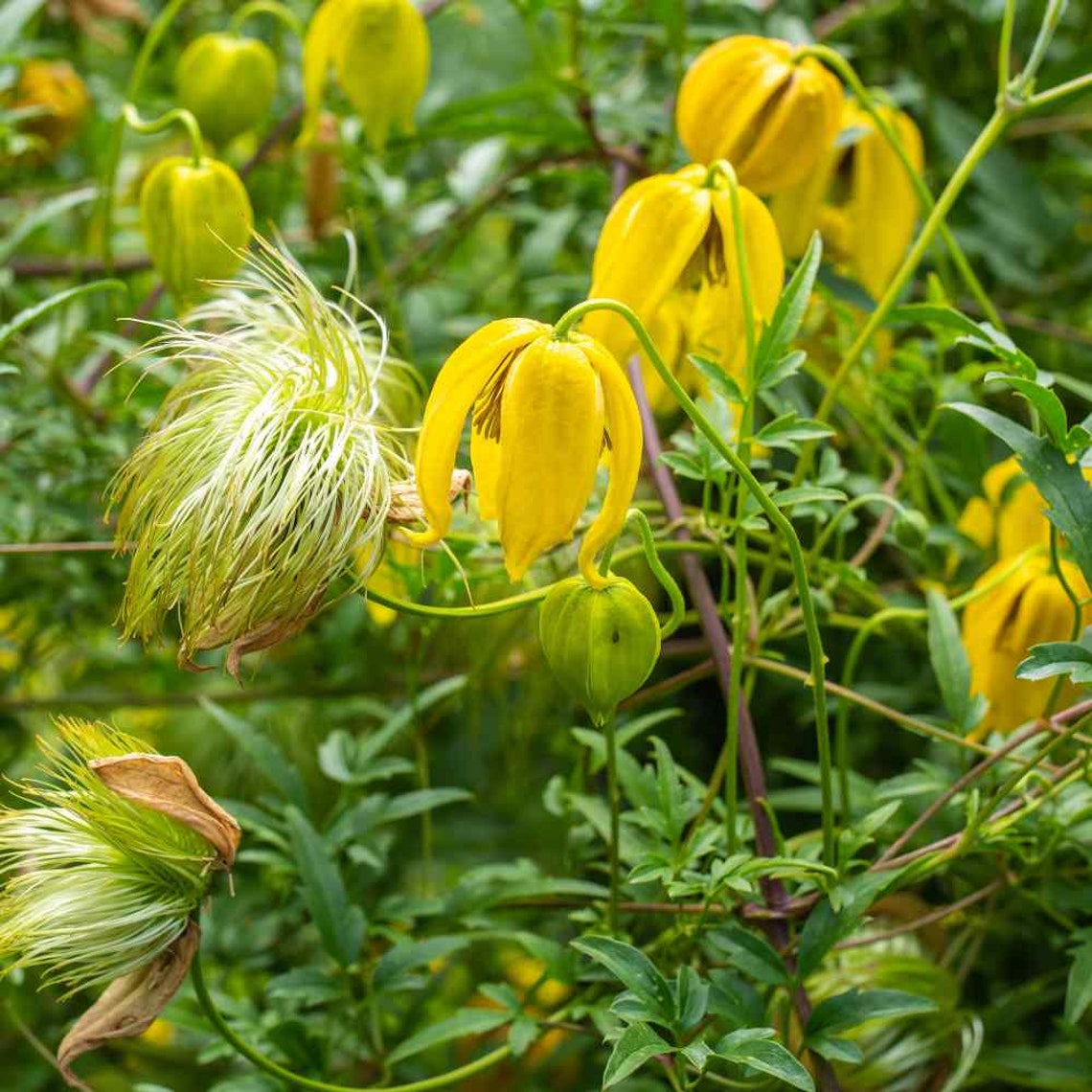 Yellow Clematis clematis Tangutica Aztek 15 Seeds Etsy