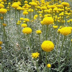 Lavender Cotton (Santolina tomentosa) - 25 seeds