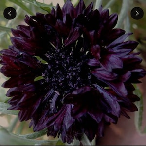 Tall Double Ball Black Cornflower (Centaurea Cyanus) - 50 seeds