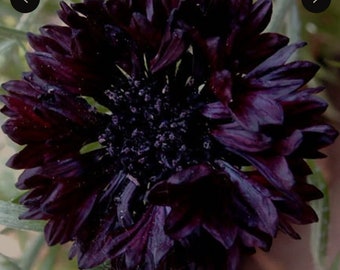 Tall Double Ball Black Cornflower (Centaurea Cyanus) - 50 seeds