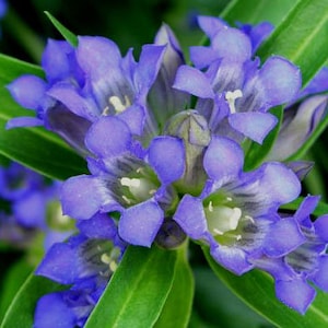 Blue Gentian (Gentiana Dahurica Nikita) - 25 seeds