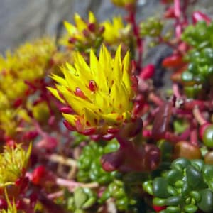 Sedum de Oregón (Sedum Oreganum) - 50 semillas