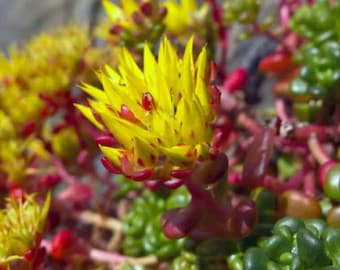 Oregon Sedum (Sedum Oreganum) - 50 seeds