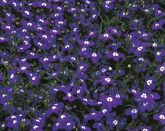 Purple Trailing Lobelia (annual) - 50 seeds