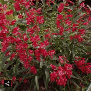 May include: A close-up of a vibrant red flowering plant with green leaves. The plant is in full bloom, with many flowers clustered together.