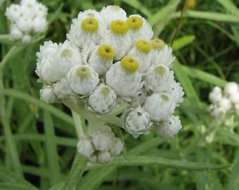 Pearly Everlasting (Anaphalis margaritacea) - 25 seeds