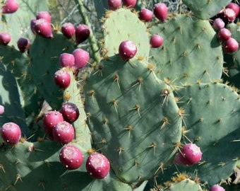 Prickly Pear seeds, cold hardy (opuntia stricta) - 20 seeds