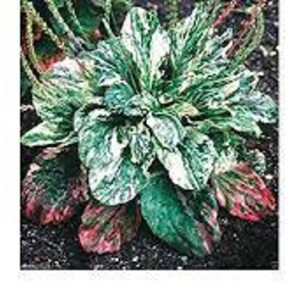 Variegated Plantain plantago major variegata 20 seeds image 6