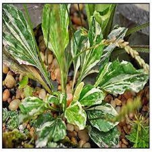 Variegated Plantain plantago major variegata 20 seeds image 3