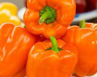 Organic Horizon Orange Sweet Bell Pepper - 15 seeds