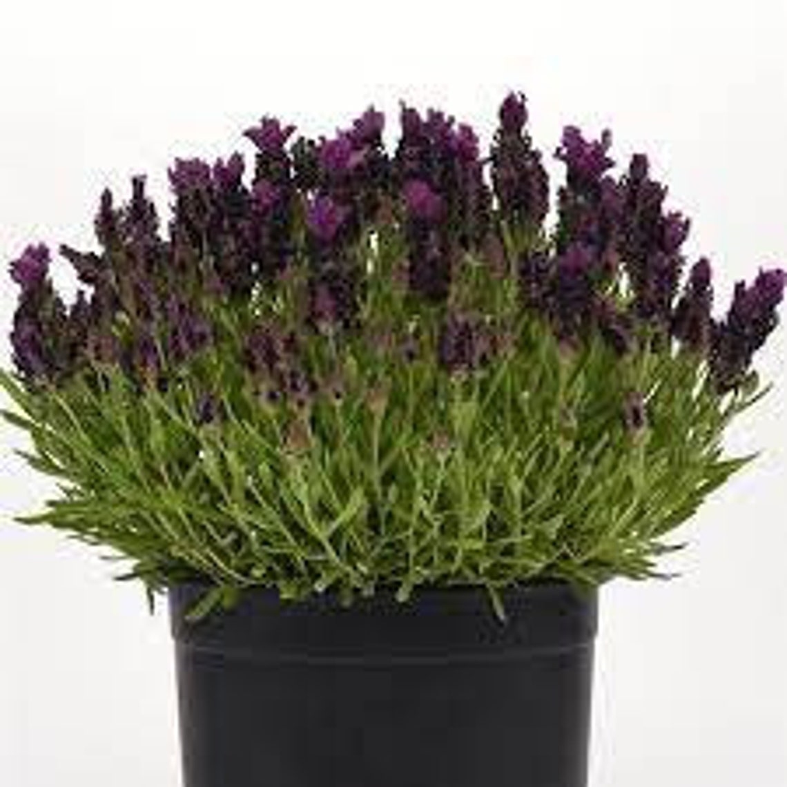 Bandera Deep Purple Lavender lavandula Stoechas bandera Deep Purple 20 ...