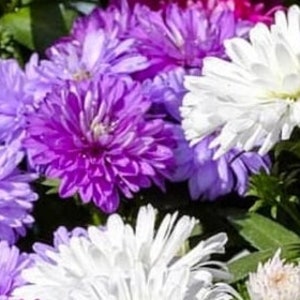 China Crego Aster - Purple and white (no pink) mix - Callistephus chinensis - 25 seeds