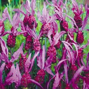 Fragrant Butterfly Lavender (L. stoechas pedunculata &#39;Fragrant Butterfly&#39;) - 20 seeds