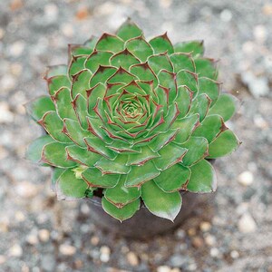 Sempervivum Tectorum (hens and chicks) - 25 seeds