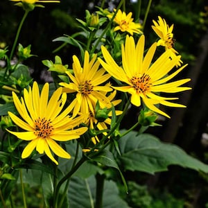 Silphium / Cup Plant (Silphium Perfoliatum) - 25 seeds
