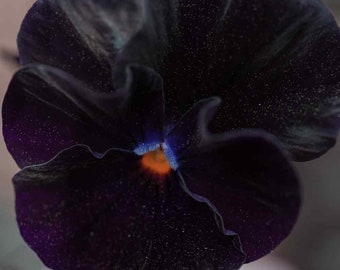 Pansy (Viola x Wittrockiana Clear Crystals Black) - 25 seeds