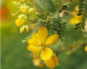 Wild Senna (Senna Hebecarpa) - min 10 seeds