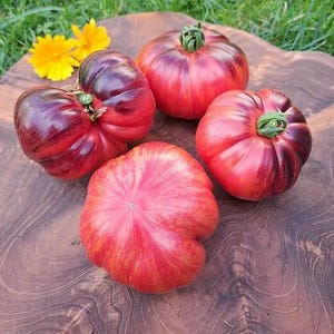 May include: Four heirloom tomatoes with red and purple stripes on a wooden surface. The tomatoes are large and have a slightly flattened shape.