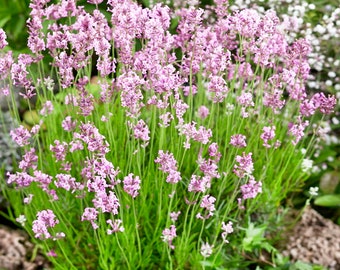 Pink Lavender Seeds, Lavandula Augustifolia Rosea LA0220 - Etsy