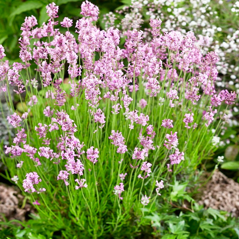 Lavender Pink Lavandula Angustifolia Rosea 20 seeds image 1