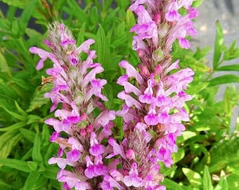 Pink Candy Catmint (Nepeta Nervosa Pink Cat) - 20 seeds