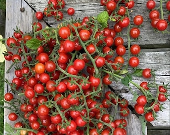 Organic Matt's Wild Cherry - 25 seeds