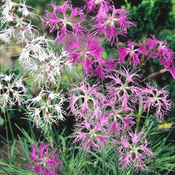 Superb Pink Dianthus - Superbus Spooky Mix ( Hybrid Perennial