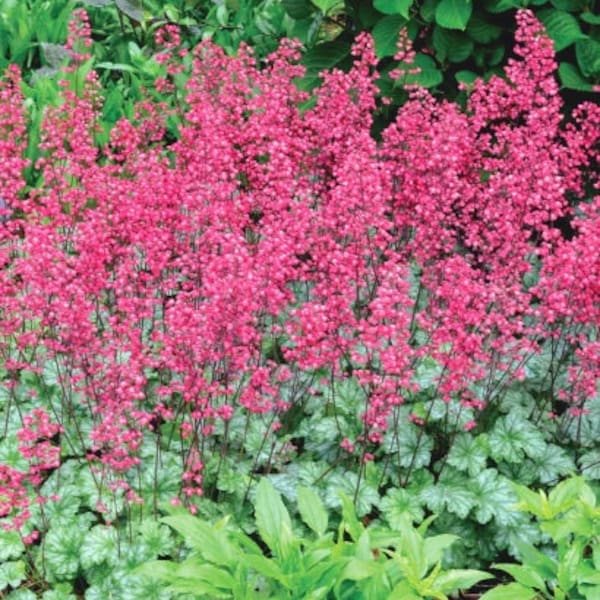 Heuchera (Heuchera Sanguinea Firefly) - 50 seeds