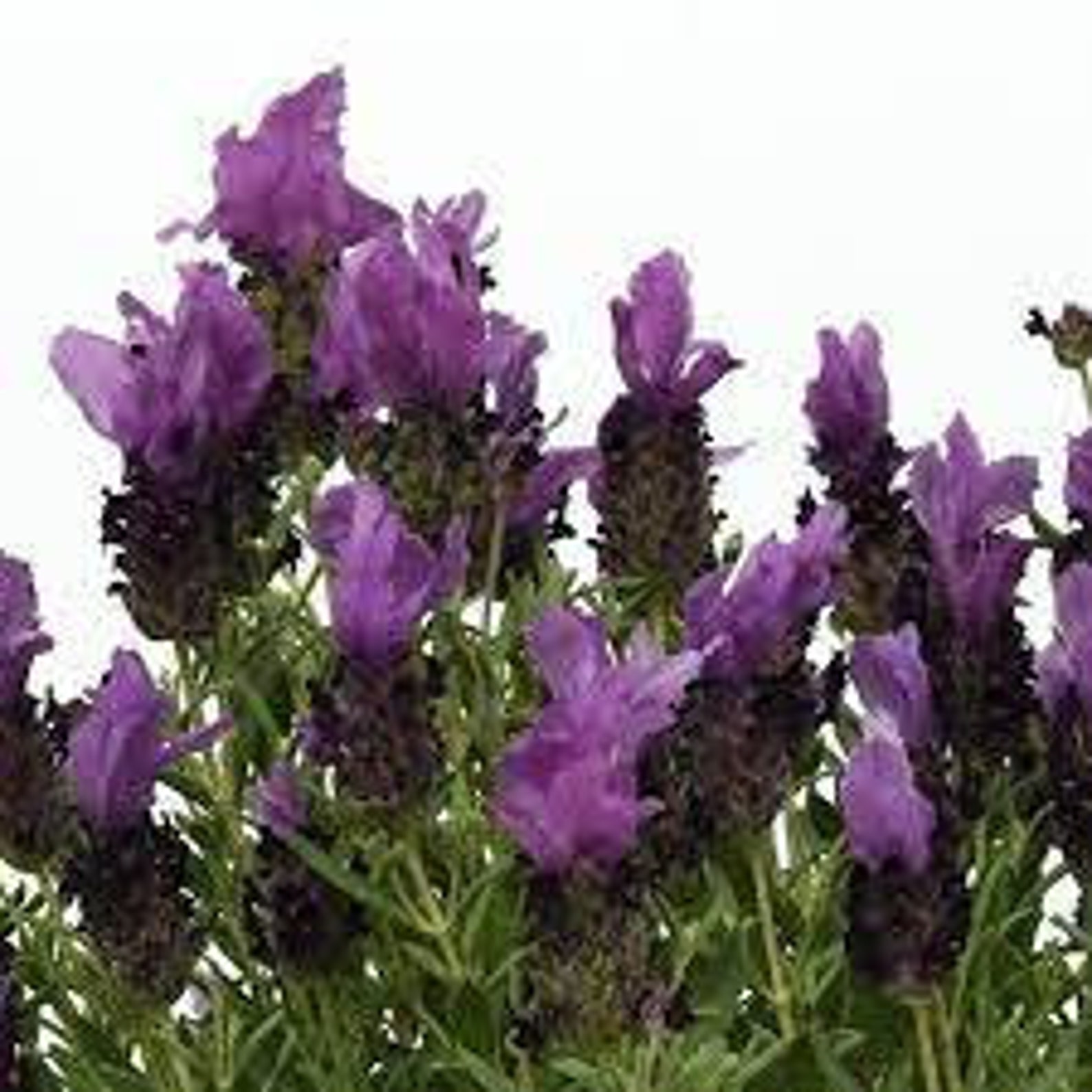 Bandera Deep Purple Lavender (lavandula Stoechas 