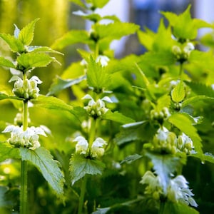 Stinging Nettle (Urtica Dioica) - 50 seeds